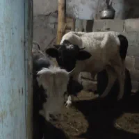 دو عدد گوساله نره دارم مناسب برای نگهداری