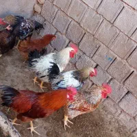 مرغ