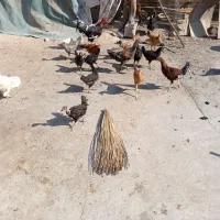 جیجه|پرنده|وحدتیه, |دیوار