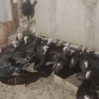 بوقلمون ماده پایان دوره(ازتخم رفته)