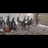 کبوتر|پرنده|شیراز, زیباشهر|دیوار