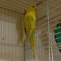 مرغ عشق نر