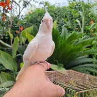عروس آلبینو حلقه پا فوق رام ومهربون