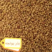 بذر یونجه