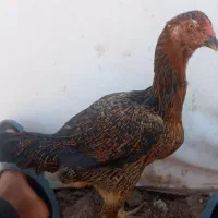 مرغ