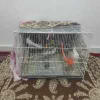 3عدد عروس هلندی