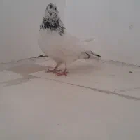 کفتر کله سبز