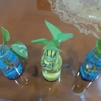 گل پتوس تزیینی