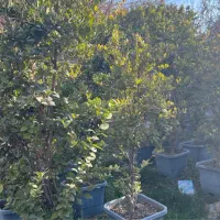 یاس هلندی|گل و گیاه طبیعی|محمدشهر, کوی بهار|دیوار