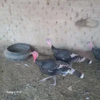 بوقلمون نر