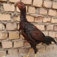 جوجه مرغ و خروس|حیوانات مزرعه|سبزوار, قصبه غربی|دیوار