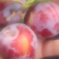 آلو شابلون قرمز