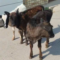3 راس گوساله نر