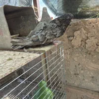 کبوتر سرور . طوقی .دم سفید.سفید نوک ریز