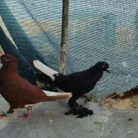 یک جفت کبوتر دم سفید