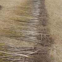 انواع نهال سیب گلابی بلوبری و ...