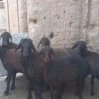 بره ماده همو هترو|حیوانات مزرعه|یزد, |دیوار
