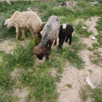 میش وبره  بره نر