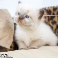 فروشگاه میوشاپ گربه بریتیش/ اسکاتیش