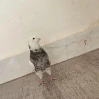 طوق الماسی نر