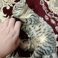 واگذاری گربه به خانم ها|گربه|یاسوج, |دیوار