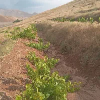 باغ انگور با حق آب ازچشمه شخصی|فروش دفتر صنعتی، کشاورزی، تجاری|ابهر, |دیوار