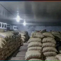 فروش سیب زمینی سانته