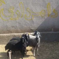 بره ماده بومی
