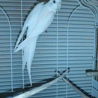 عروس هلندی مولد البینو