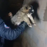 توله خراسانی|سگ|مشهد, کشف|دیوار