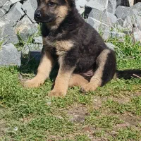 سگ روتوایلر و سرا.ب