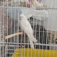 عروس هلندی آلبینو گمشده