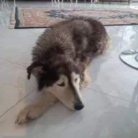 سگ گم شده