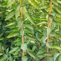 نهال گیلاس از کشاورز بگیر ن دلال محترم