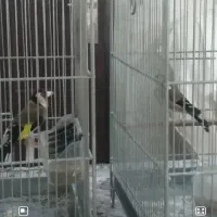 سهره نر چهارگل زنجیری گل بلند مست شلاقی و ماده