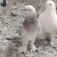 کبوتر ترکیه ایناق هواگیر|پرنده|گرمی, |دیوار