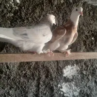 کفتر شازده هما سرور زرد ابلغ