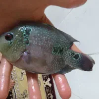 فلاور هورن رد دراگن