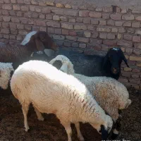 گوسفند|حیوانات مزرعه|یزدان شهر, |دیوار