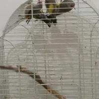 سهره قناری فنچ|پرنده|تهران, توحید|دیوار