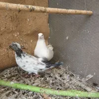 فروش کبوتر وقناری جوان