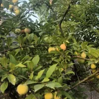 فروش خانه سند دار ویلایی قابل تهاترآپارتمان در کرج|فروش خانه و ویلا|رودبنه, |دیوار