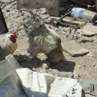خورس|حیوانات مزرعه|تهران, مسگرآباد|دیوار