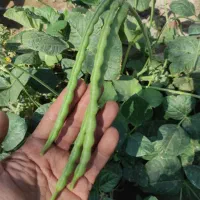 خاک معدنی لئوناردیت واسید هیومیک خالص