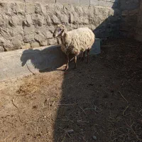 پنج تا گوسفند|حیوانات مزرعه|دره رود, |دیوار