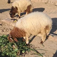 2راس به چا و درجه 1 خروف|حیوانات مزرعه|کرخه, |دیوار