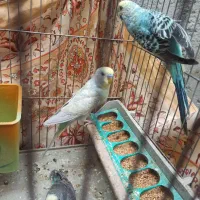 مرغ عشق|پرنده|یاسوج, |دیوار