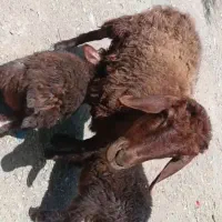گوسفند 2قلو زا