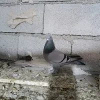 کبوتر ترکیه ماده