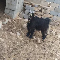 فروش دو عدد کهر تخمی اصلی رش گوش بلند|حیوانات مزرعه|ایذه, |دیوار